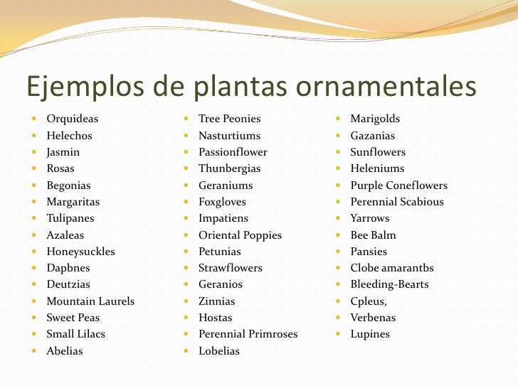Cuales son plantas ornamentales Imagui Cuales son plantas ornamentales Imagui