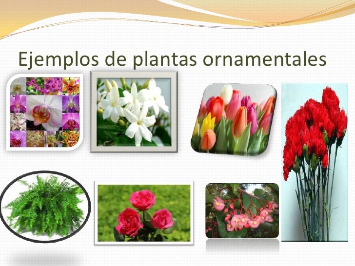 Tipos de plantas ornamentales y sus nombres Imagui Tipos de plantas ornamentales y sus nombres Imagui