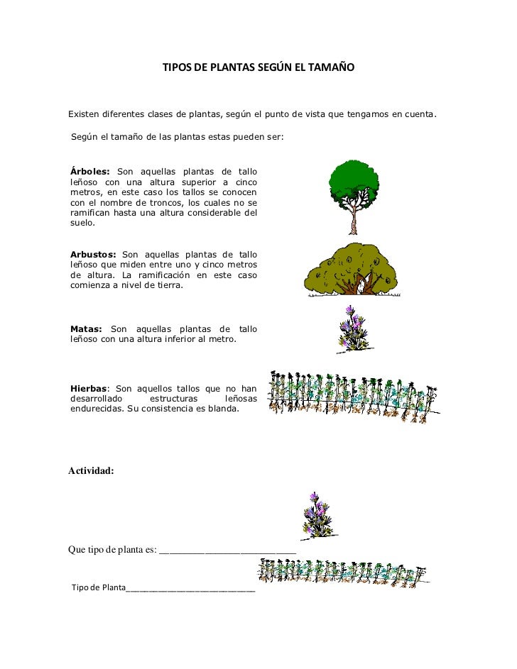 TIPOS DE PLANTAS SEGÚN EL TAMAÑO Existen diferentes clases de TIPOS DE PLANTAS SEGÚN EL TAMAÑO Existen diferentes clases de