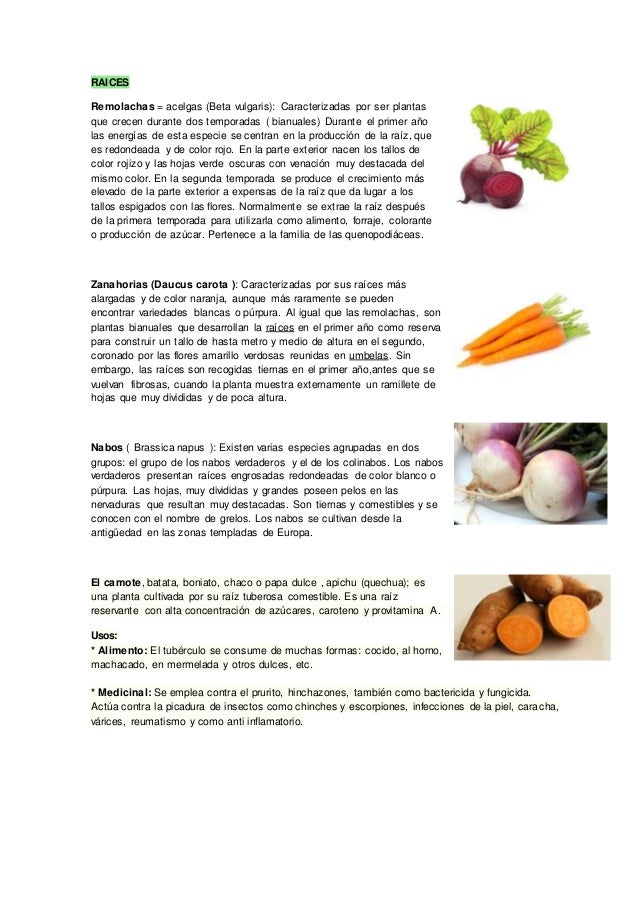 RAICESRemolachas = acelgas (Beta vulgaris) Caracterizadas por ser RAICESRemolachas = acelgas (Beta vulgaris) Caracterizadas por ser