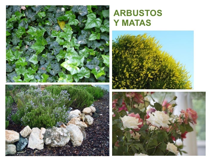 tipos plantas según su tamaño 1 tipos de plantas según su tamaño 2 tipos plantas según su tamaño 1 tipos de plantas según su tamaño 2
