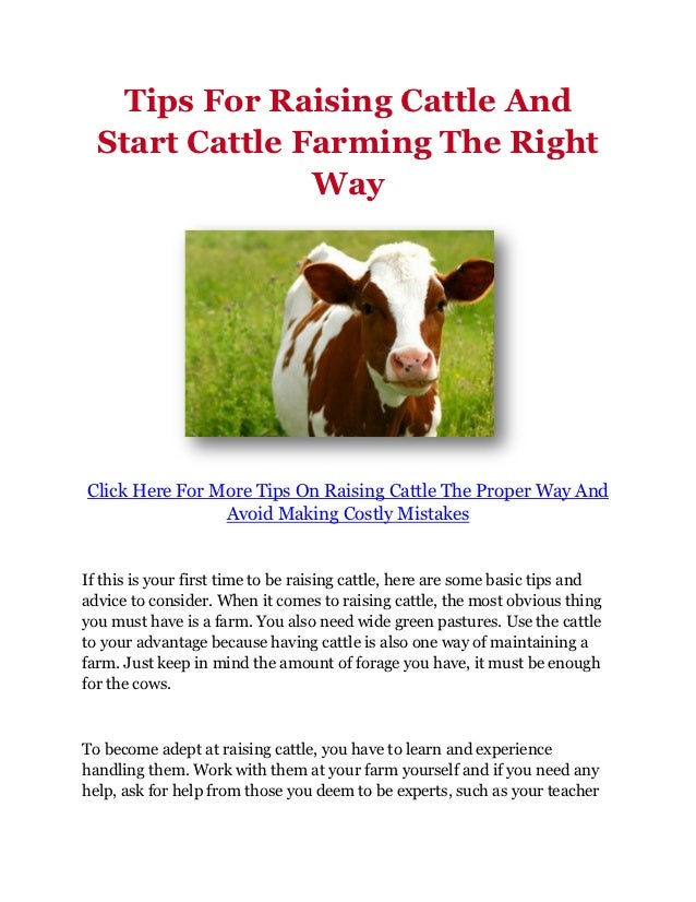 Tips For Raising Cattle And Start Cattle Farming The Right Way