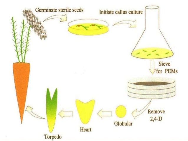the process of cross pollination in Cross pollination definition: cross pollination in plants is the merging of (male) pollen from one variety of a type of plant, with the female(ovule) of another variety of. the process of cross pollination in Cross pollination definition: cross pollination in plants is the merging of (male) pollen from one variety of a type of plant, with the female(ovule) of another variety of.