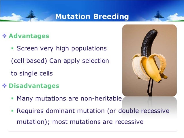advantages and disadvantages of cross breeding in crops Development of genetically modified crops or domestic livestock could reduce genetic cause more serious diseases and have a tendency to cross breed species. advantages and disadvantages of cross breeding in crops Development of genetically modified crops or domestic livestock could reduce genetic cause more serious diseases and have a tendency to cross breed species.