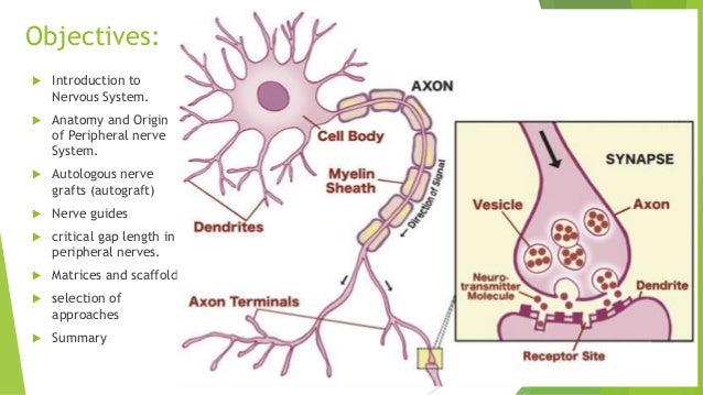 Tissue engineering of nervous system