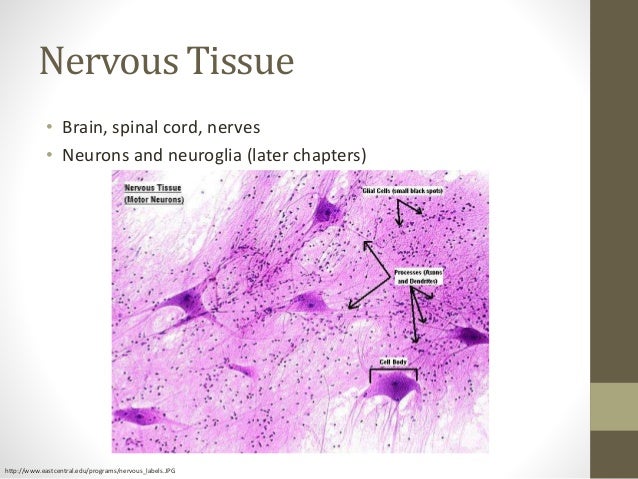 nervous tissue labeled diagram a brief overview of histology nervous tissue labeled diagram a brief overview of histology