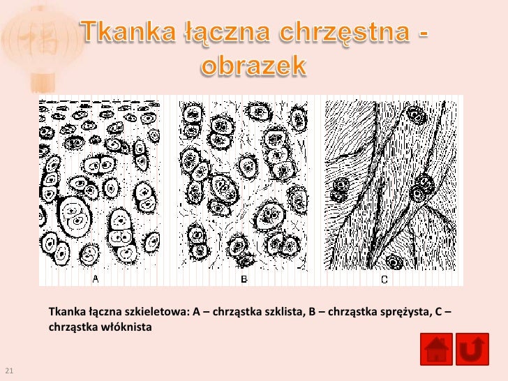 Wymień Dwie Cechy Wspólne Wszystkich Rodzajów Tkanki Nabłonkowej Tkanki zwierzęce