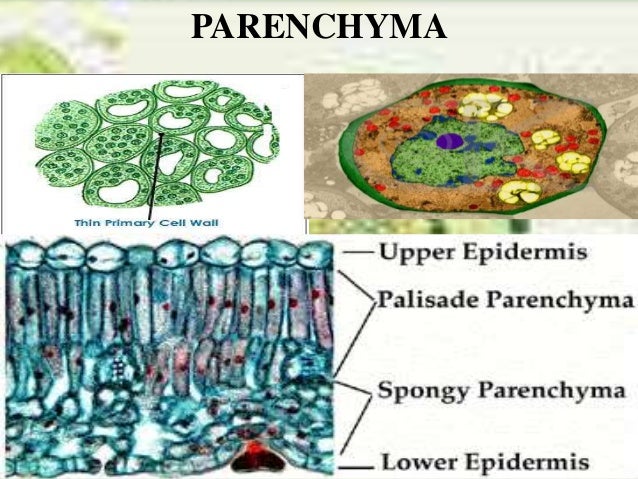 parenchyma tissues parenchyma tissues