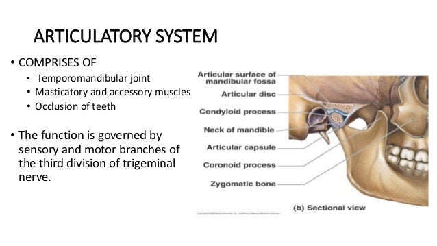 TMJ - ANATOMY & DISORDERS