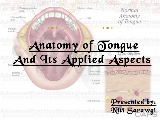 Anatomy Of The Tongue Slideshare | tongue ppt Anatomy Of The Tongue Slideshare | tongue ppt