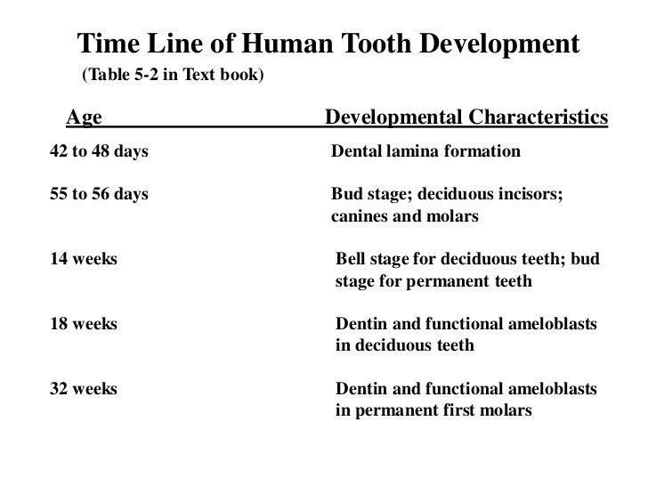 Tooth development 07.ppx