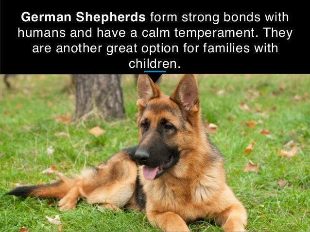 best guard breeds for families with children 25 best guard breeds for your family best guard breeds for families with children 25 best guard breeds for your family