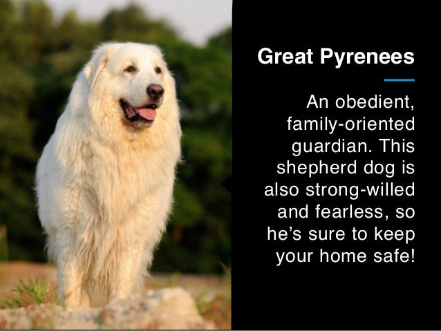 How To Train Strong Willed Dogs How To Train Strong Willed Dogs