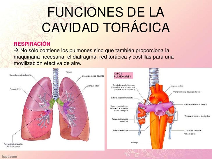 Cuales Son Las Funciones Del Torax