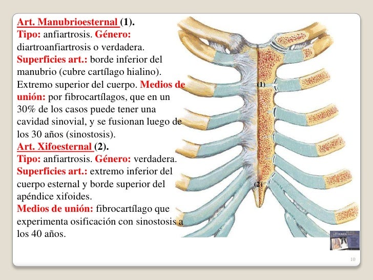 Torax articulaciones