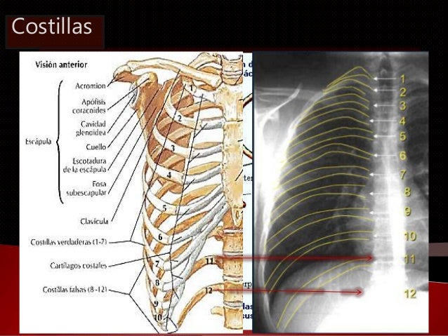 Torax y órganos internos.