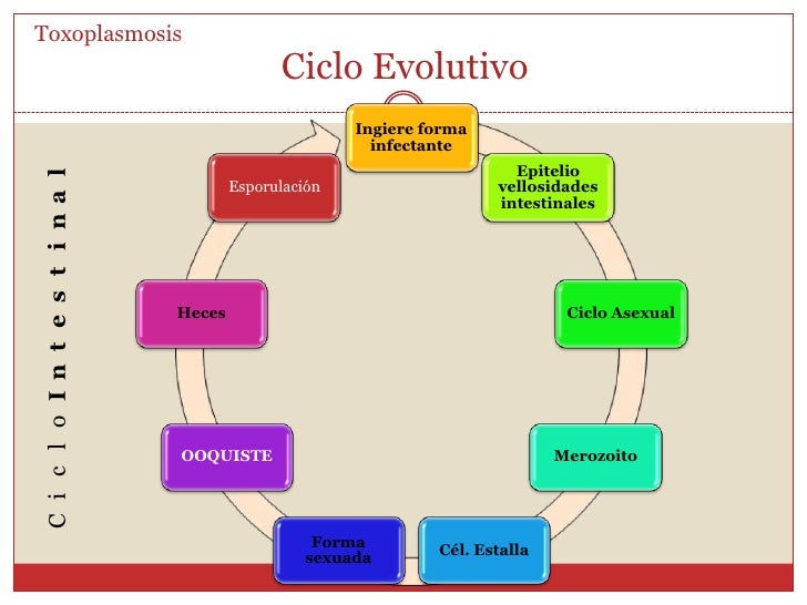 asexuada y sexuada asexuada y sexuada