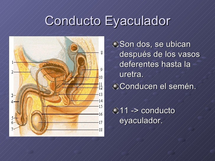 Sistema reproductor masculino