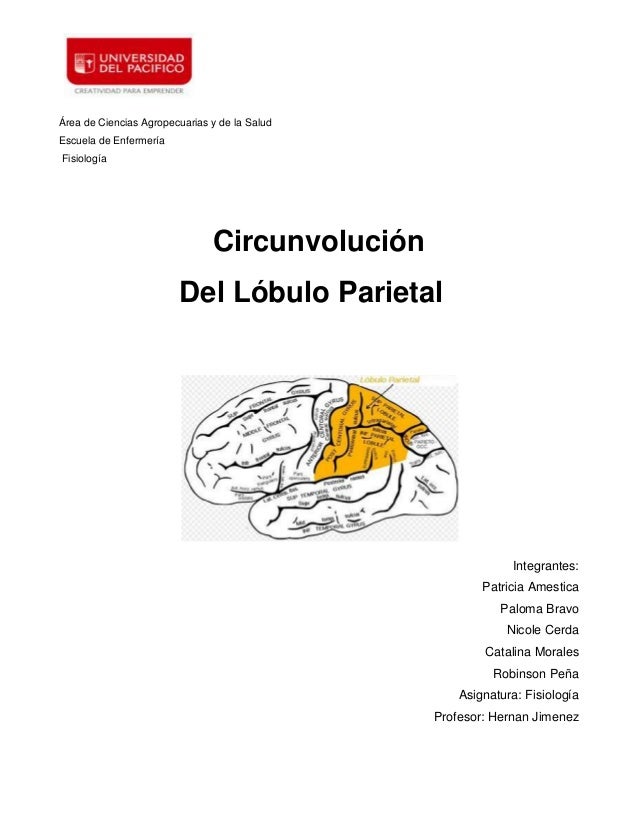 circunvolucion lobulo parietal seccion 3
