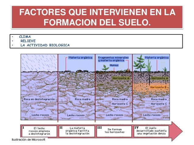 Trabajo final de ecologia