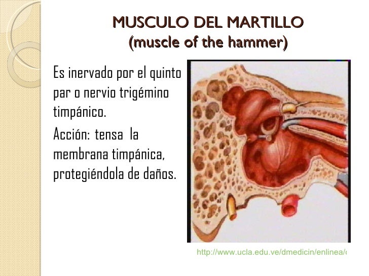 anatomofisiologia del oido externo y medio