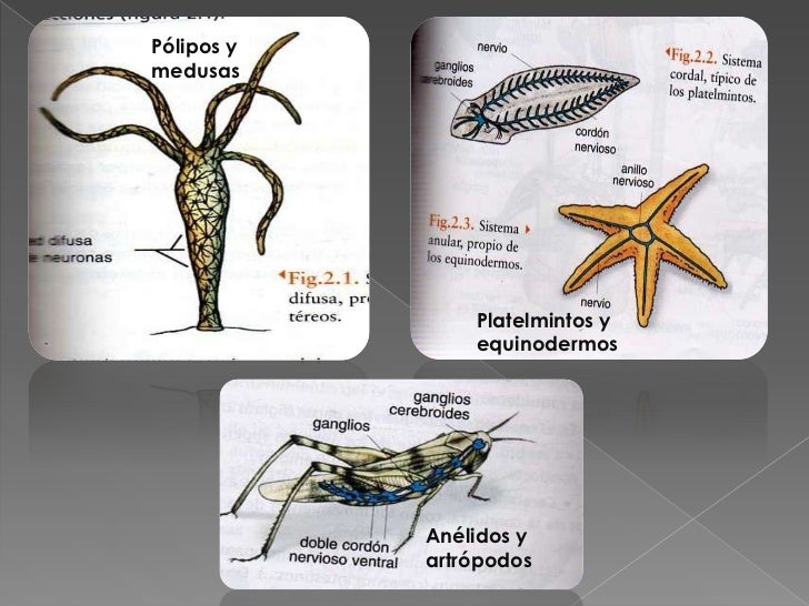 <ul><li> NATURALEZA DEL IMPULSO NERVIOSO:</li></ul>El impulso nervioso es una corriente electroquímica que se produce en l...