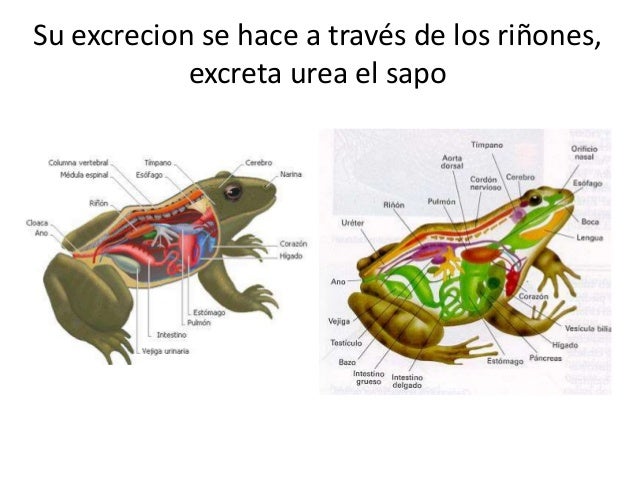 Si duele la espalda el departamento de pecho