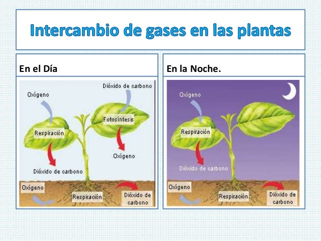 Intercambios De Gases En Las Plantas