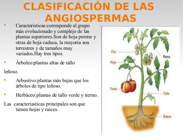 El reino plantas primero ESO