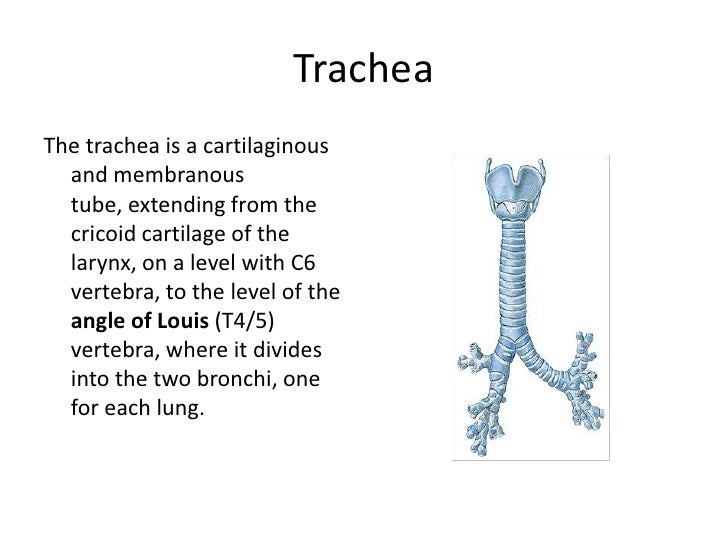 Trachea + Lungs
