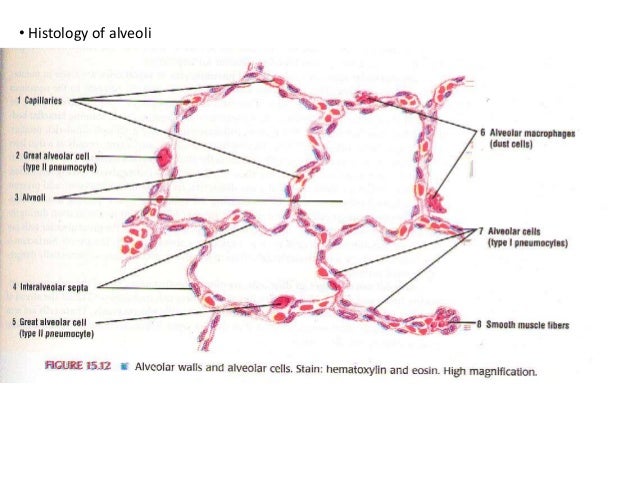 Anatomy of Tracheobronchial Tree and Bronchopulmonary Segments with s…