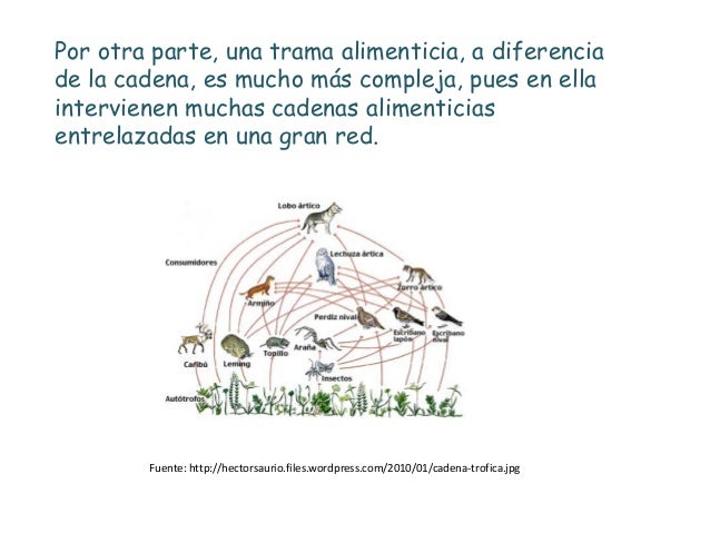 como se relacionan las cadenas y tramas alimentarias trama alimenticia como se relacionan las cadenas y tramas alimentarias trama alimenticia