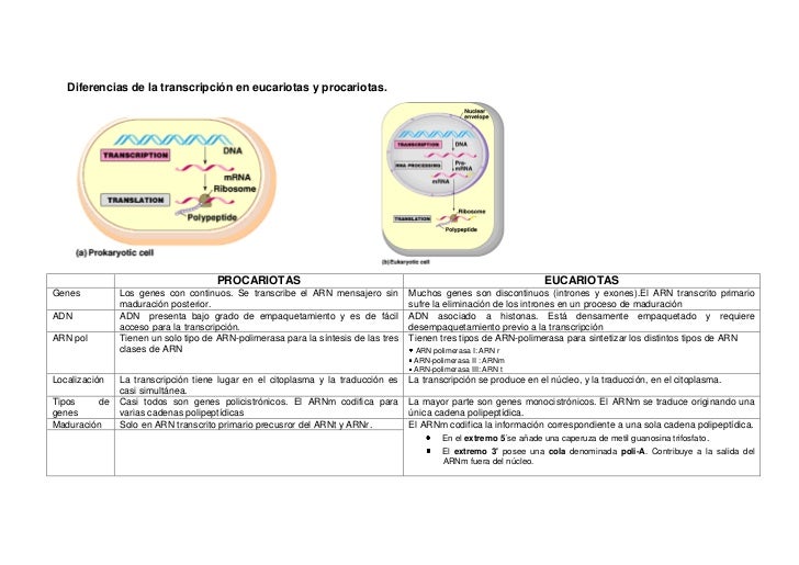 TranscripcióN Y TraduccióN