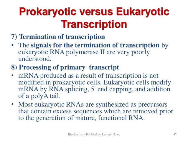 Prokaryotic transcription termination