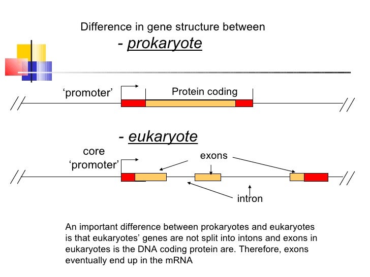 transcription-and-splicing-38-728.jpg?cb