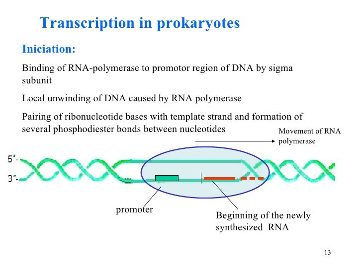 Prokaryotic transcription termination