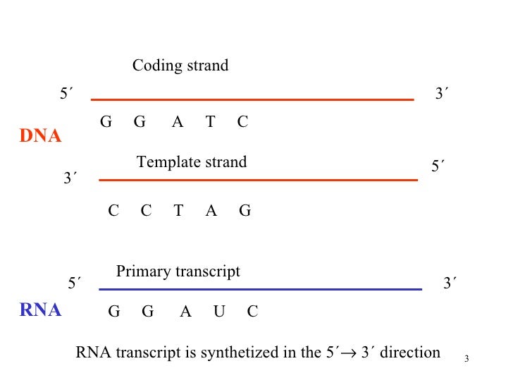 template vs coding strand transcription dna2011 template vs coding strand transcription dna2011