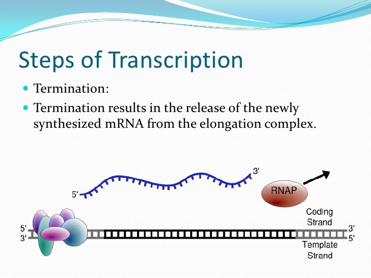 transcribe definition transcribe definition