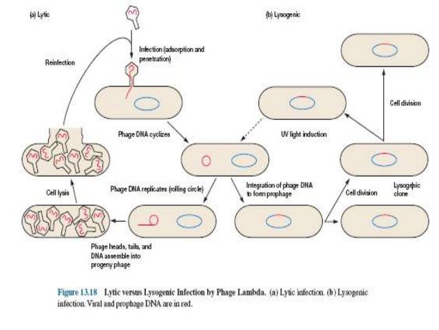 Lysogenic cycle animation information