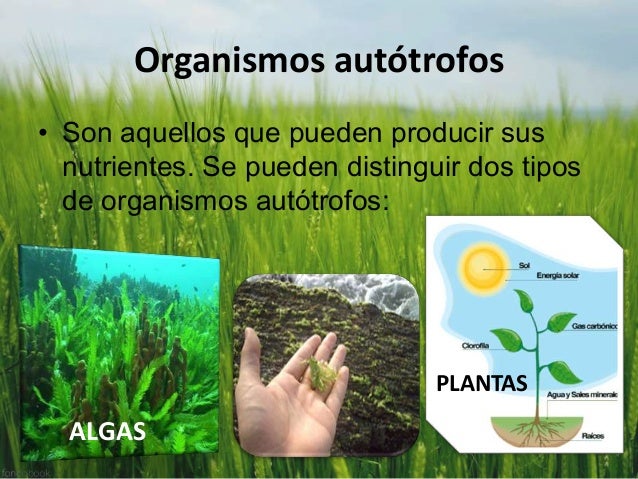 Transferencia de