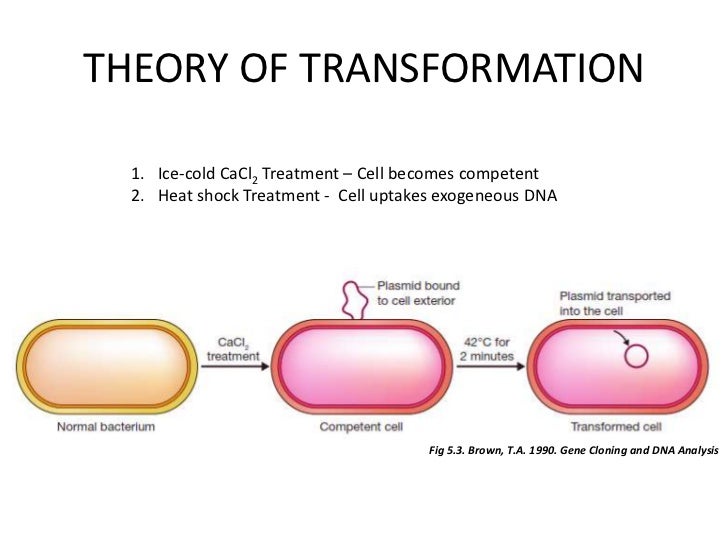 Gene Cloning and DNA Analysis has been added