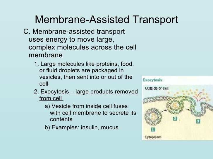 Transport Across Cell Membranes