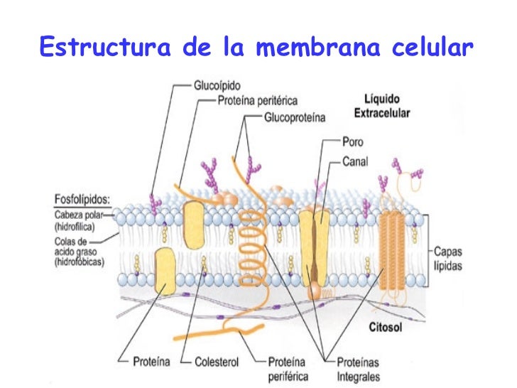 Partes De La Membrana Celular | transporte membrana celular Partes De La Membrana Celular | transporte membrana celular