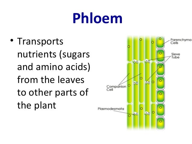 The structure of the root of the plant. Features of the structure of the root The structure of the root of the plant. Features of the structure of the root