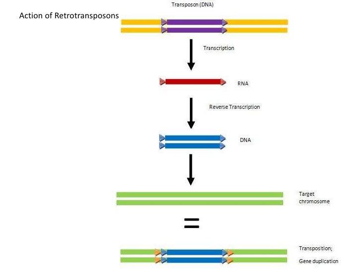 Transposons the jumping genes