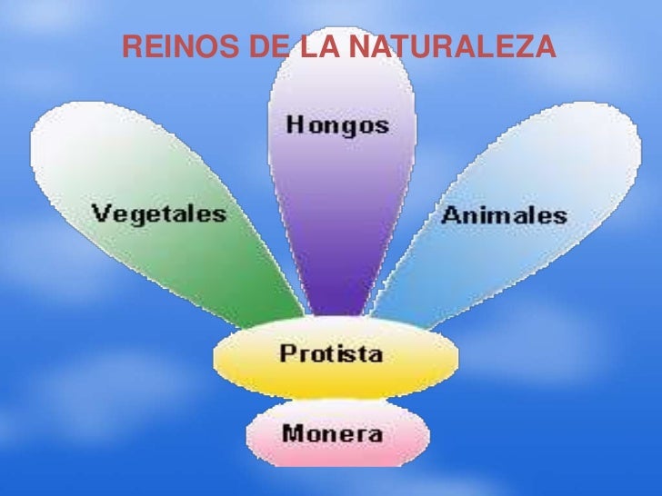 Seres vivos los 5 reinos y su clasificación biológica Ecología Hoy