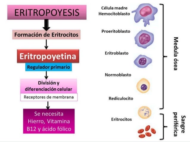 Trastornos de los globulos rojos