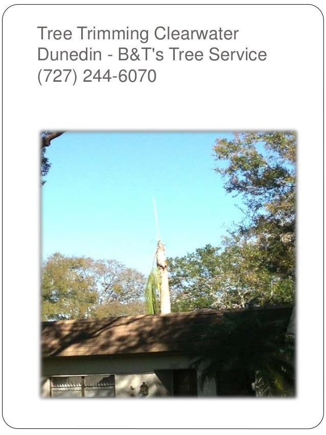 Tree Service Clearwater  Tree Trimming Clearwater ...