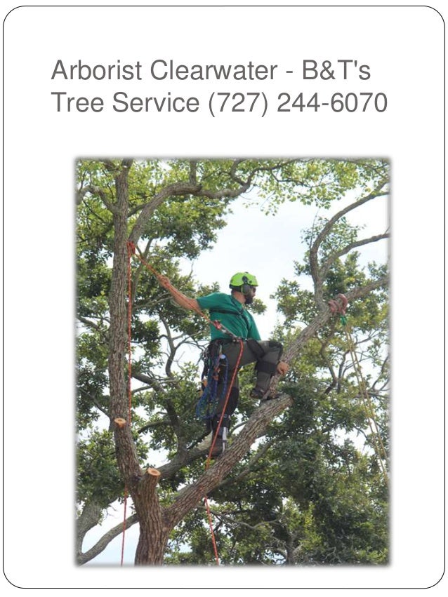 Tree Service Clearwater  