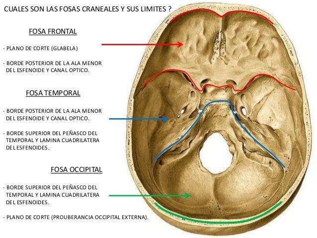 Neuroanatomia